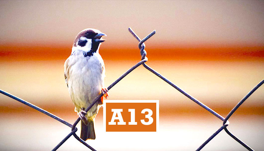 A13EDUMA
