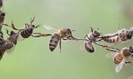 Far crescere nuove comunità…